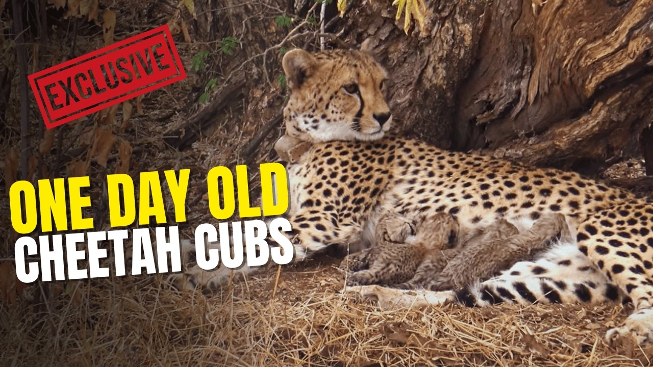 Exclusive First Look: Newborn Wild Cheetah Cubs at Tshukudu | Pep in the Bush