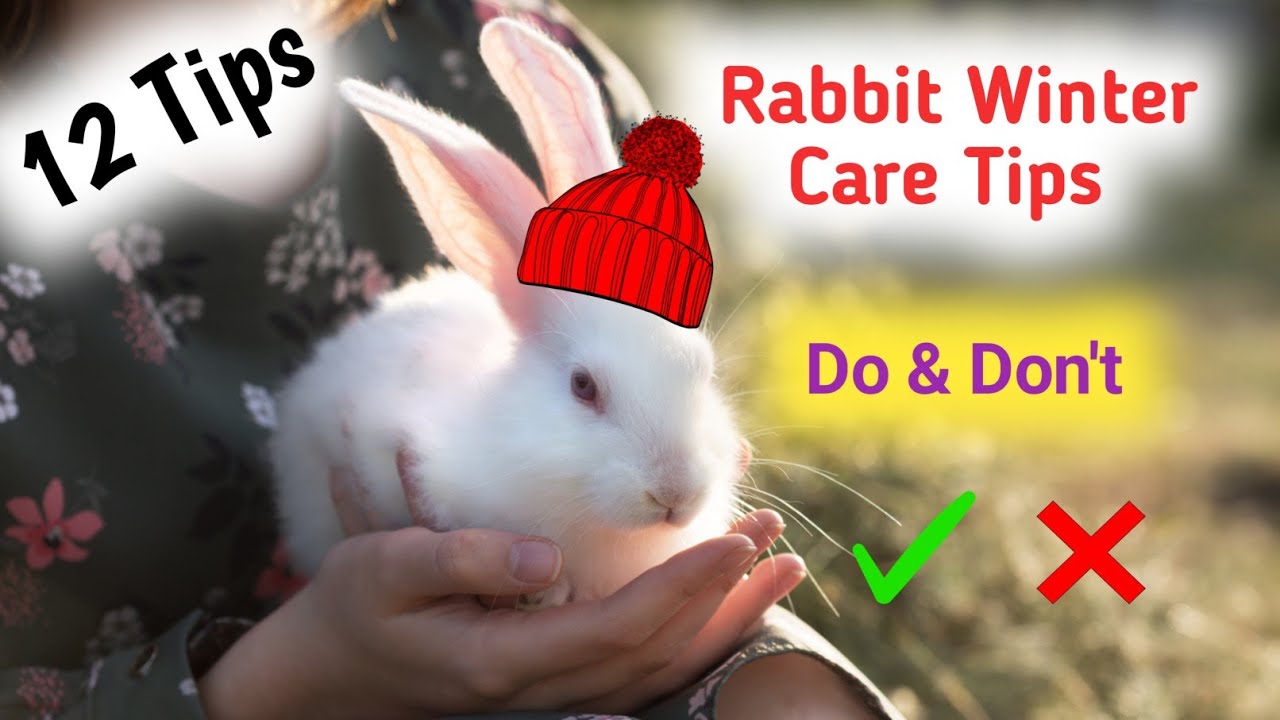 Rabbit Winter care 12 Tips | Rabbit ko winter se kaise bachaye | winter me rabbit ko kya khilaye