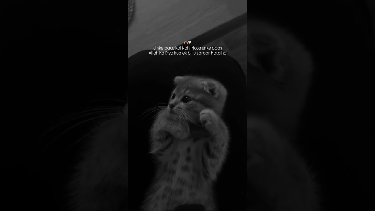 Billu zarur hoti hai 