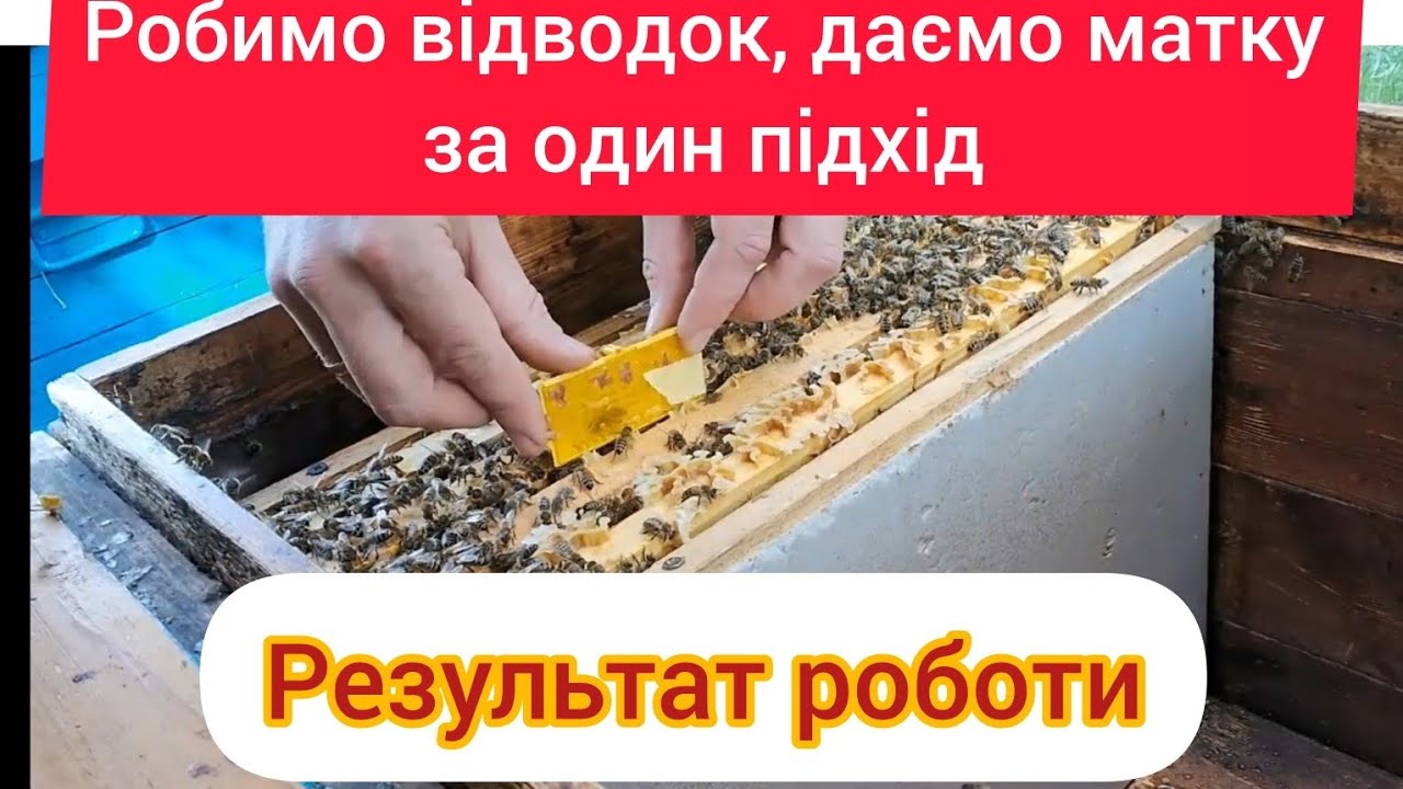 Як одразу дати матку у відводок?