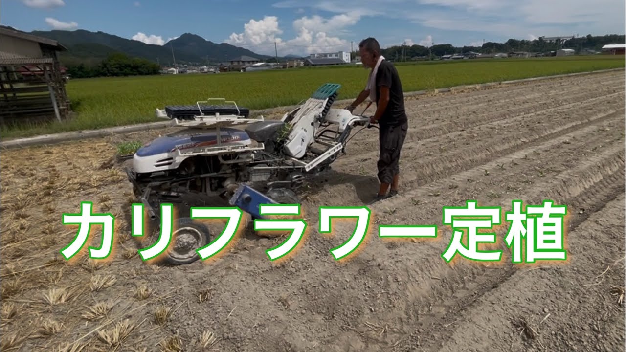 今年の苗はイイ感じ♪ 25/9/4