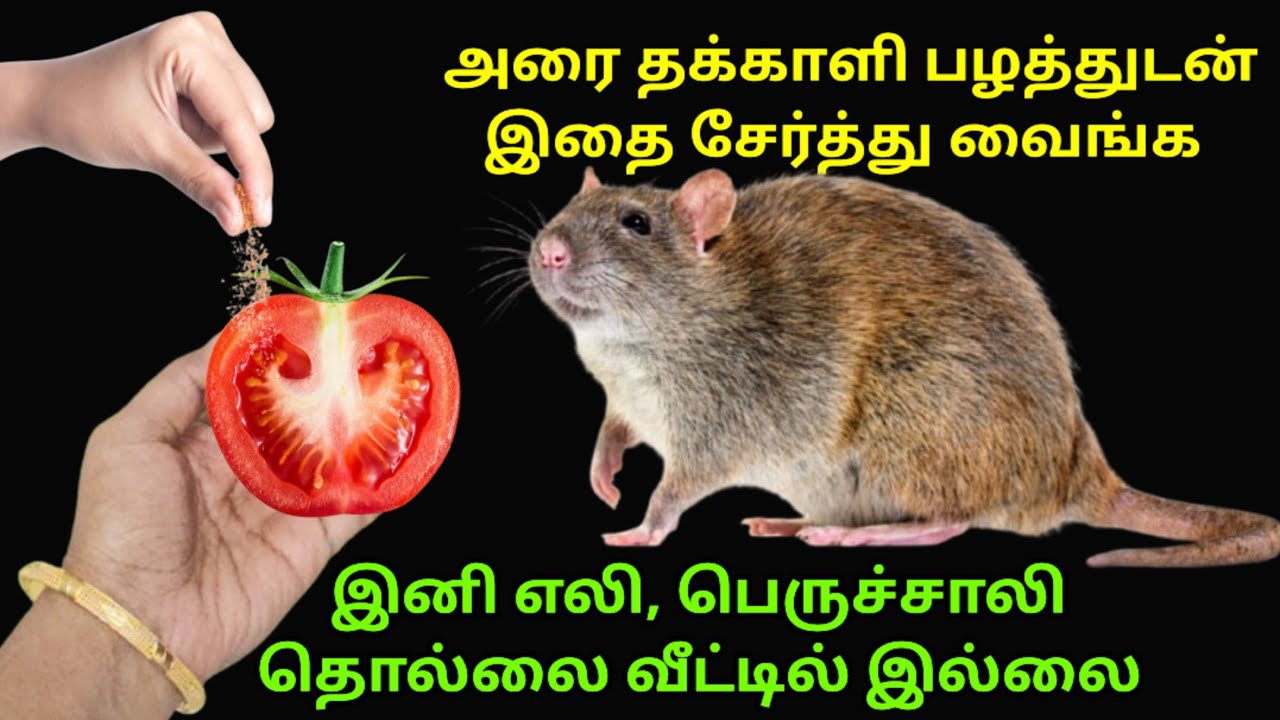 எலி தொல்லையா? இதை வைங்க இனி வீட்டு பக்கம் வராது|Get rid of rats|eli thollai|kitchen tips tamil 