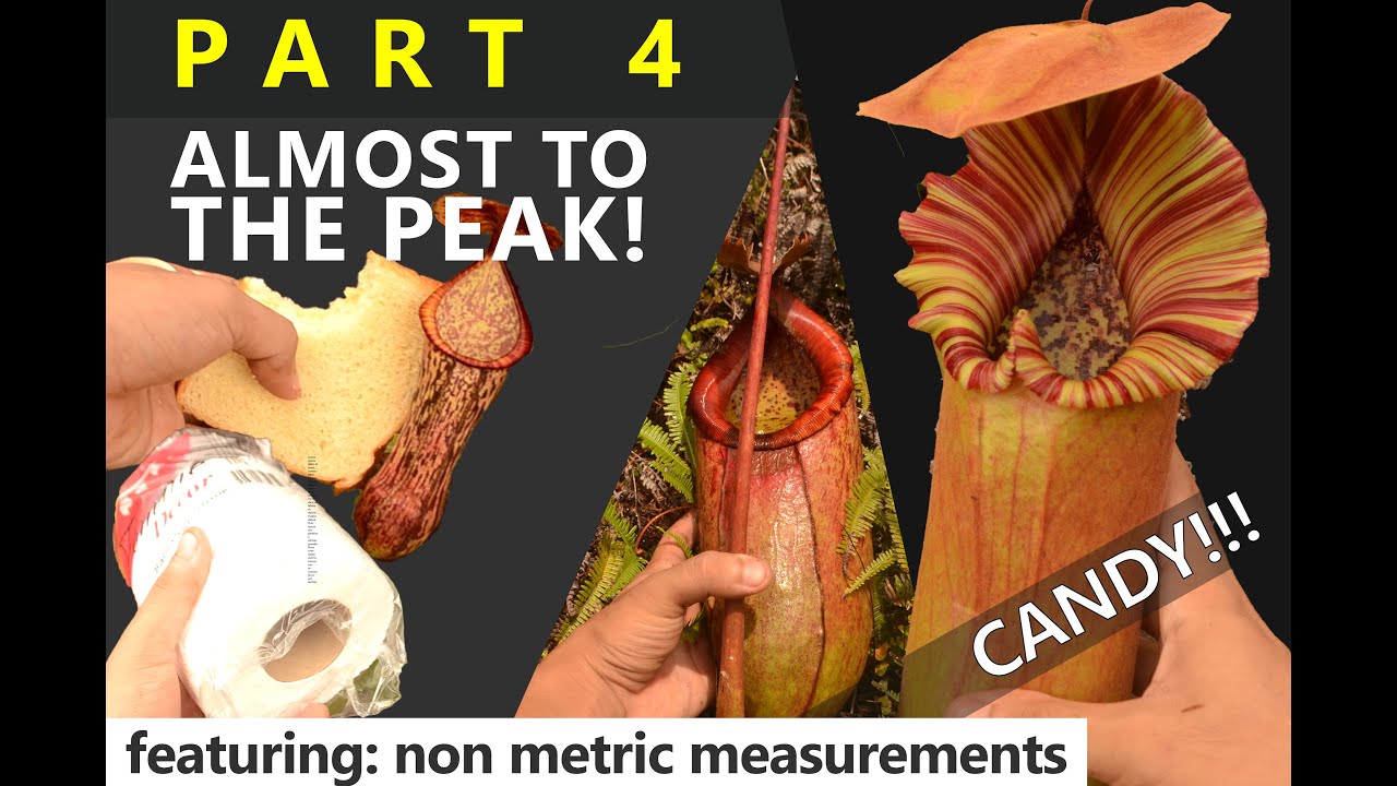 Mindanaoensis & its Hybrids/Candy Truncata/Giant merriliana - Nepenthes of Redondo - PART 4