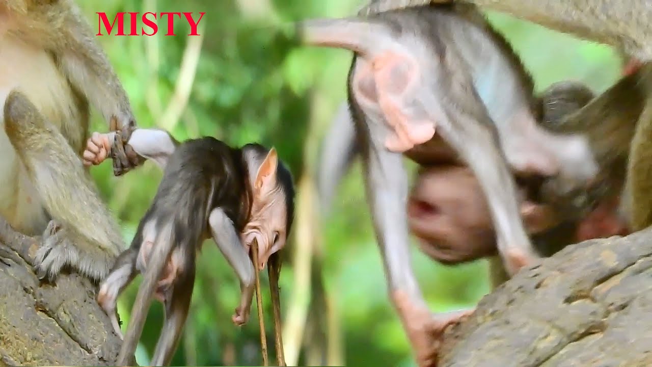 LOOK POOR BABY MISTY TRY TO MOVE OUT FROM MOM MARRI KEEP NOT LET GO OUTSIDE |10
