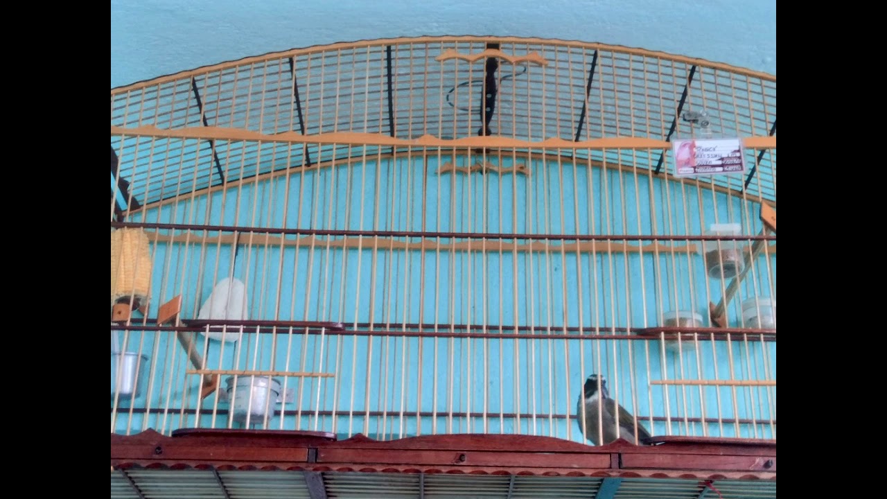 Áudio Para encartes de filhotes,Trinca ferro Canto Grego mole com boi e virada Caratinga com boi