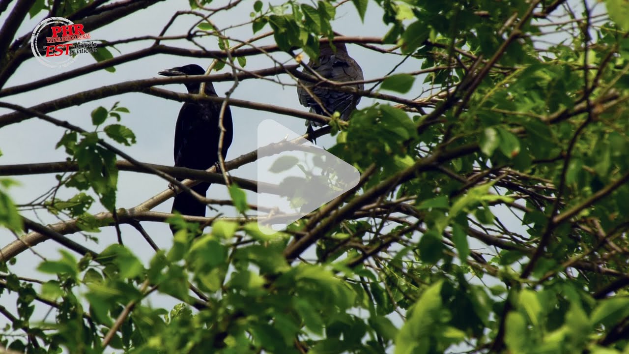 Dégâts de corvidés : la lutte des agriculteurs alsaciens