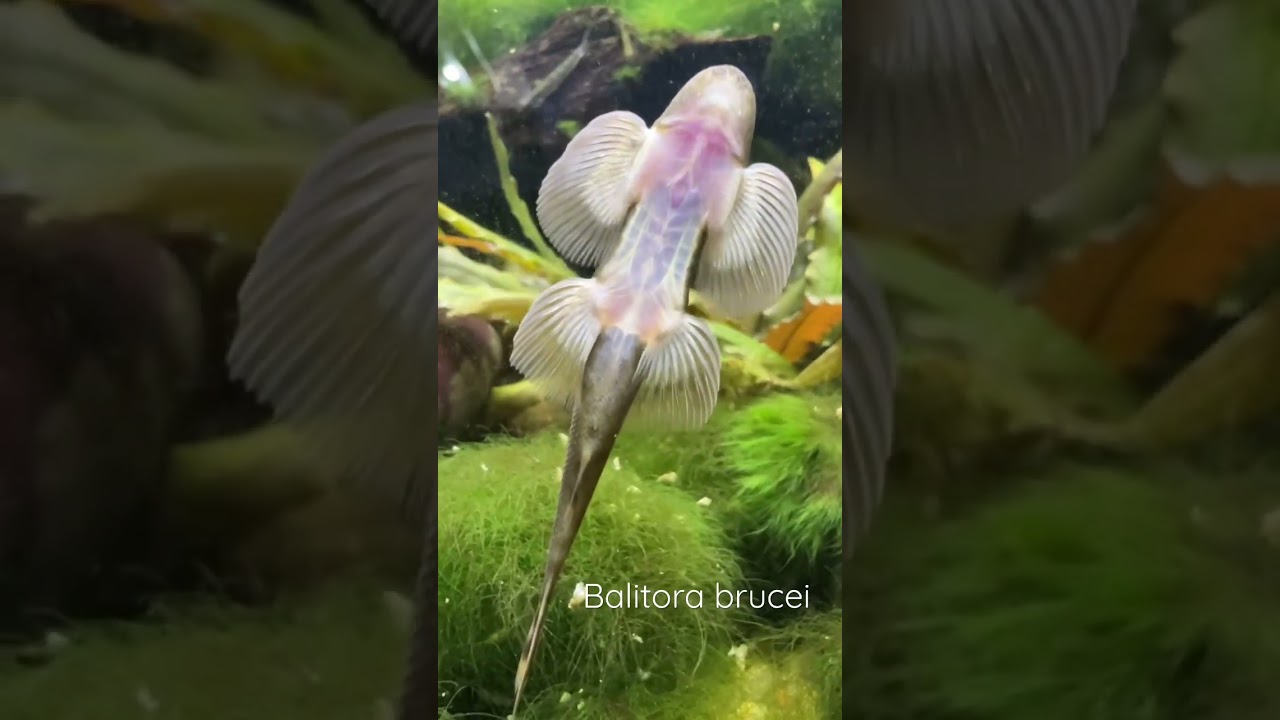 Balitora brucei