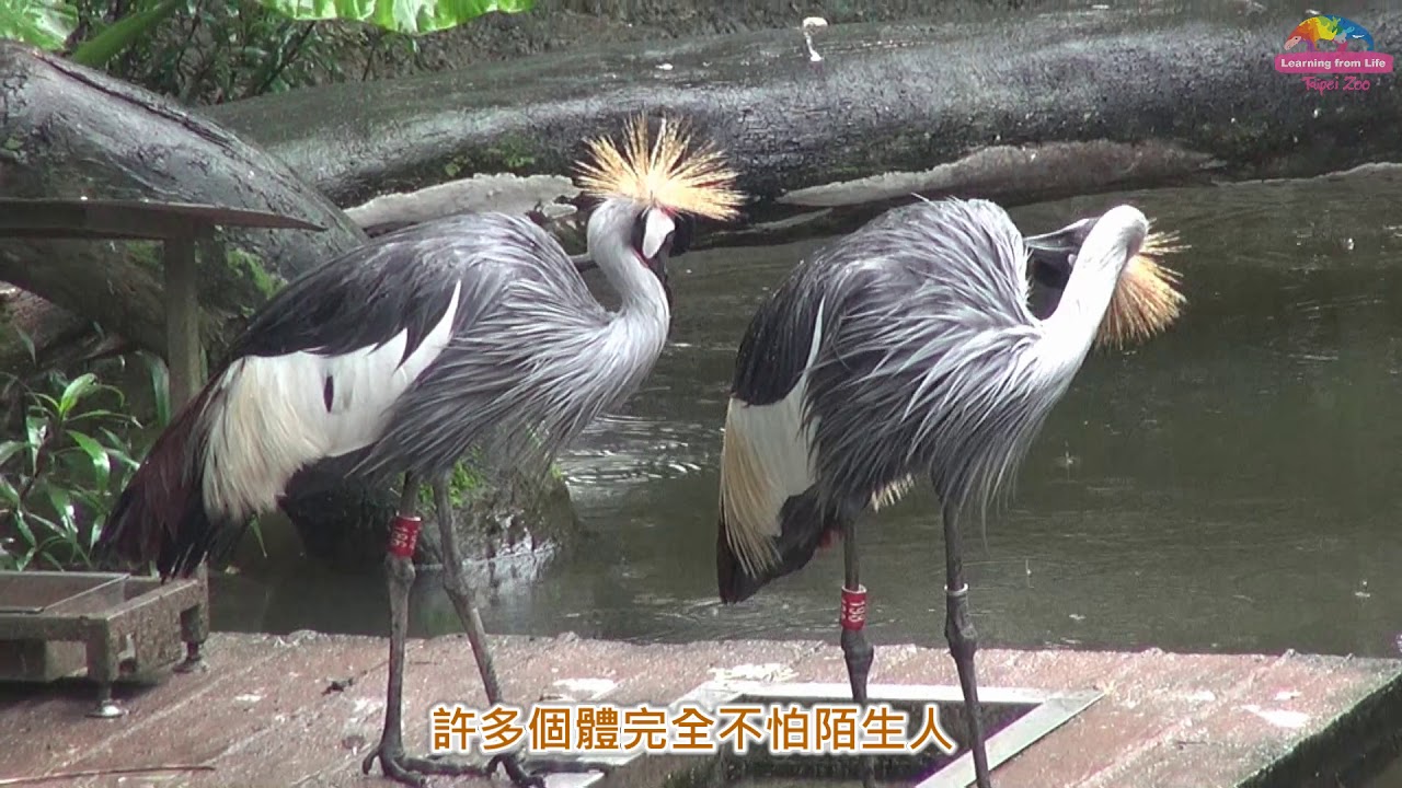 遊客愛心用錯地方～灰頸冠鶴意外「離家」