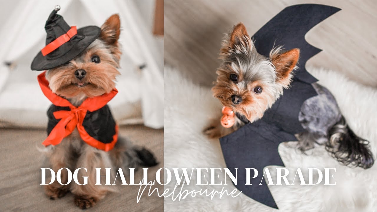DOG HALLOWEEN PARADE | A DAY IN THE LIFE OF A YORKIE | Halloween 2022