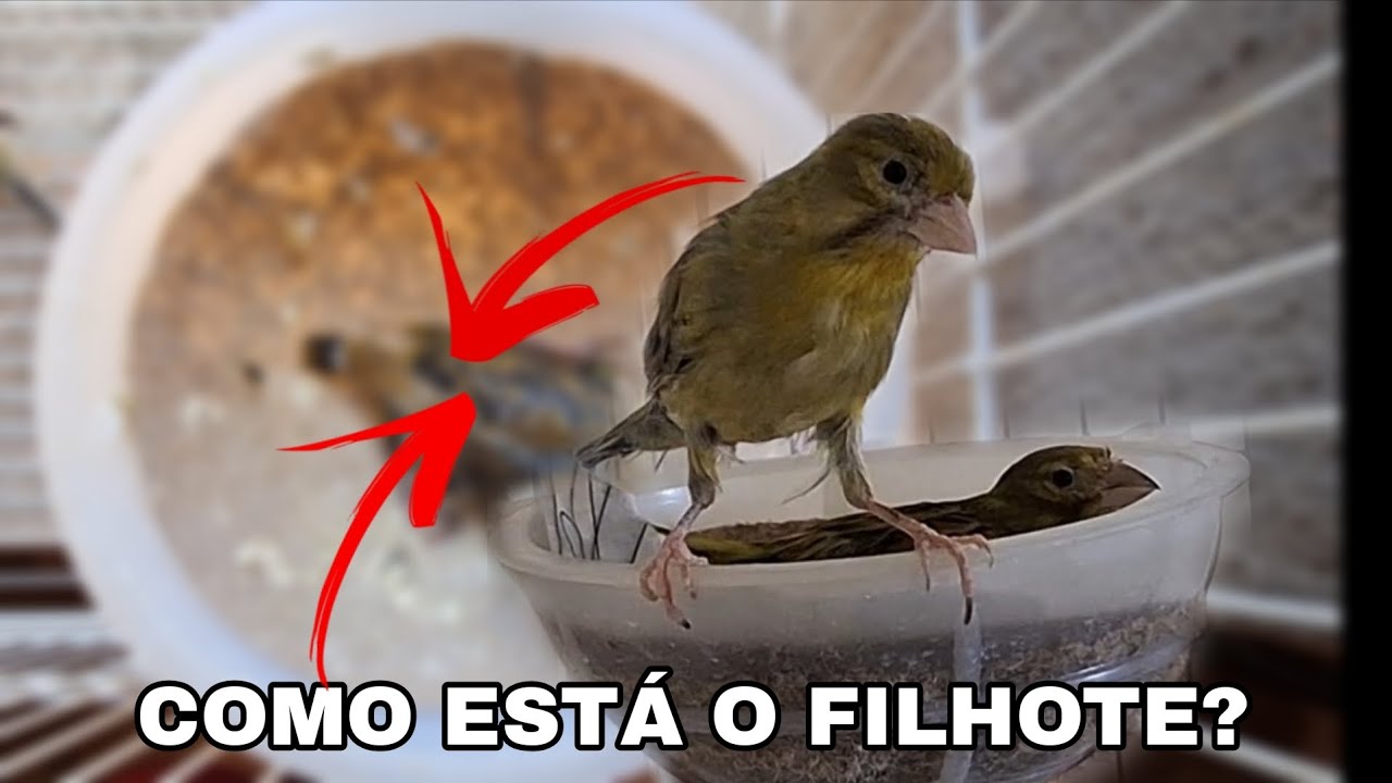 Atualização cruzamento canário espanholinha macho e fêmea verdes