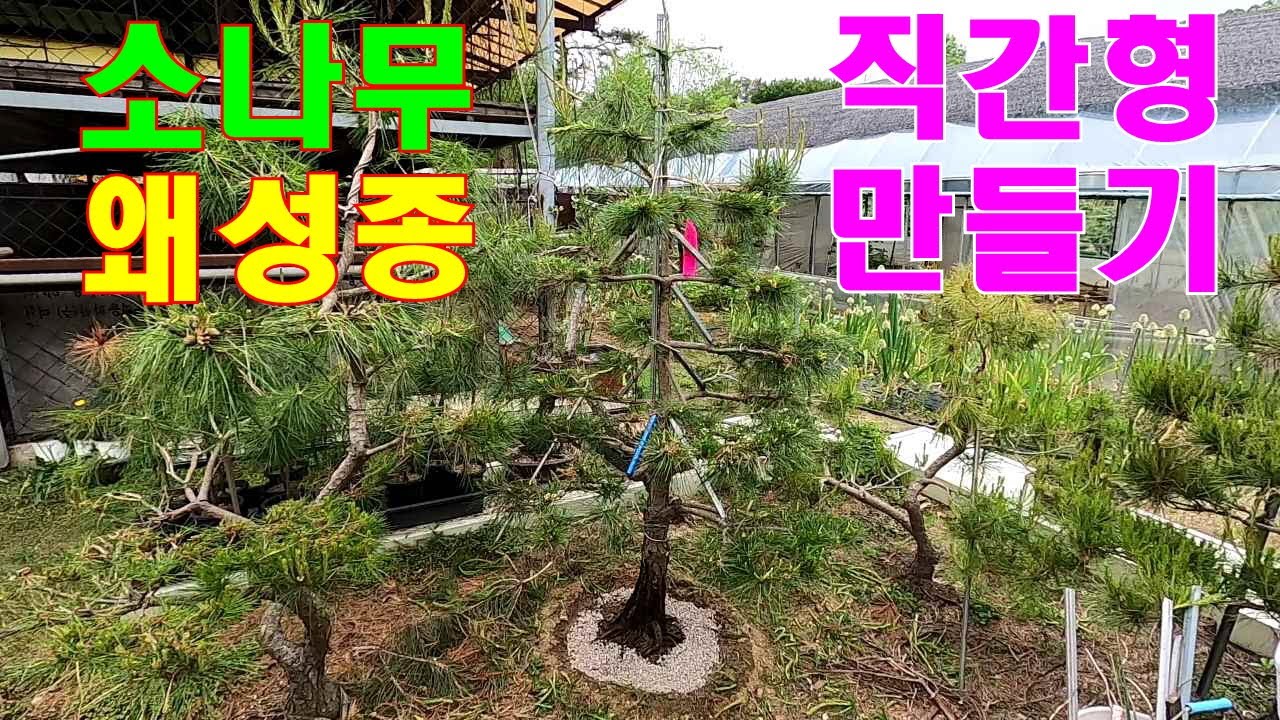 직간형(왜성종) 만들기 -곧은 절개와 절재를 표현한 직간형 만들기 #직간형 #조형송 #소나무수형 #소나무전지 #정원관리 #소나무관리 