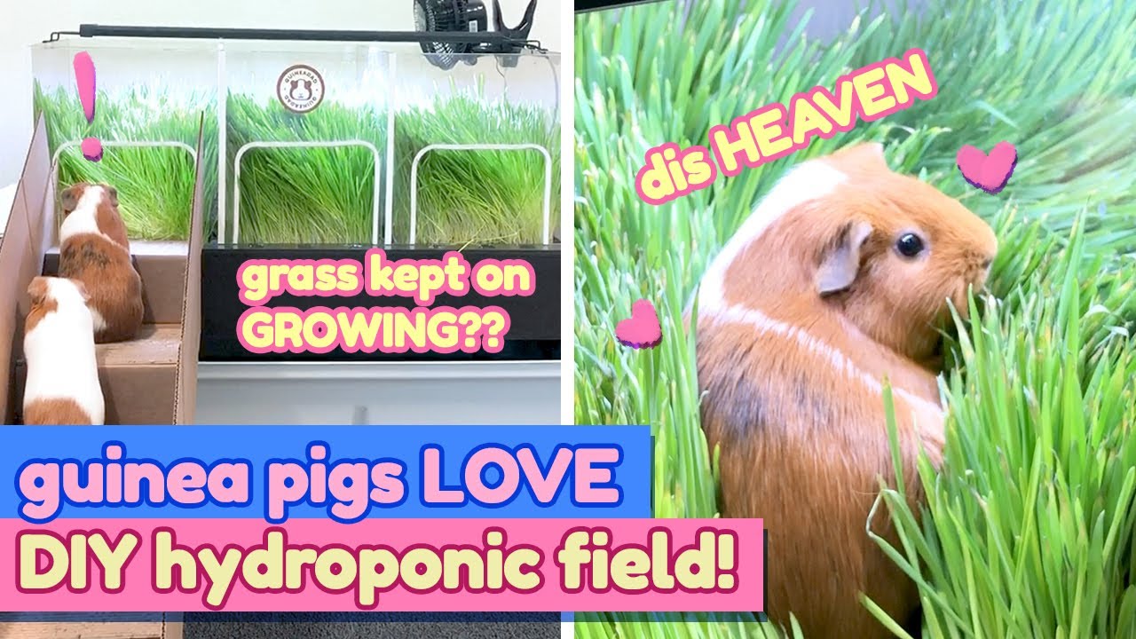 Testing our Guinea Pig Paradise: DIY Indoor Grass Field (Part 5) | GuineaDad