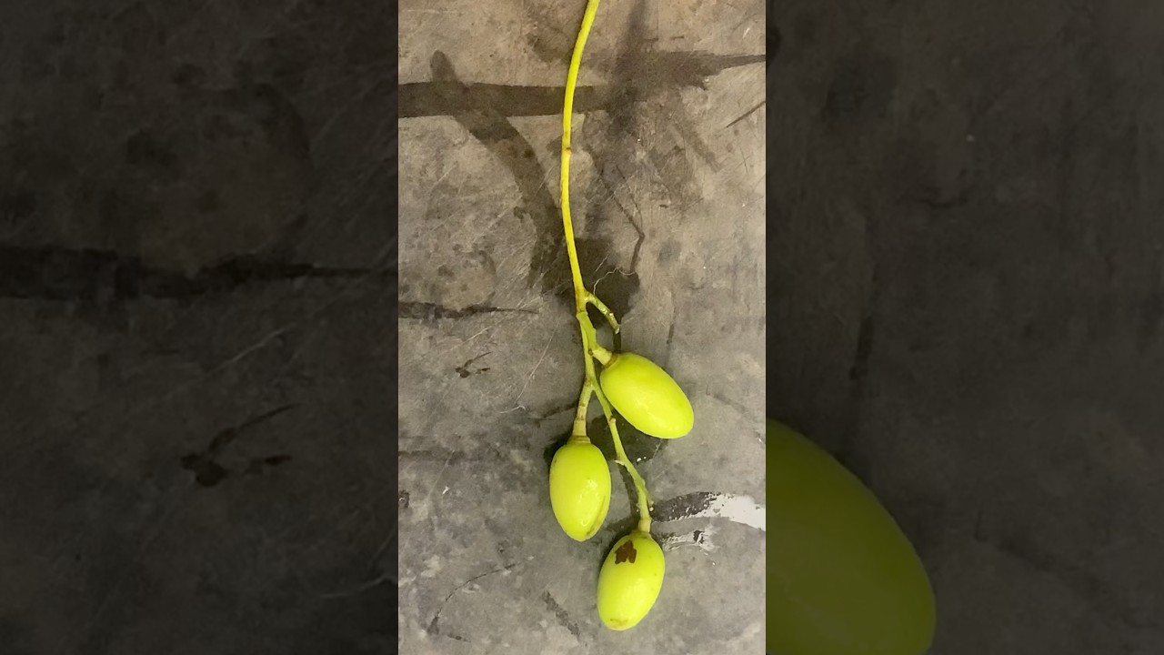 Neem fruit cutting #neemfruit #neem #fruit #fruits #fruitcutting #fruitscutting @RMsabjiandfruitcutting