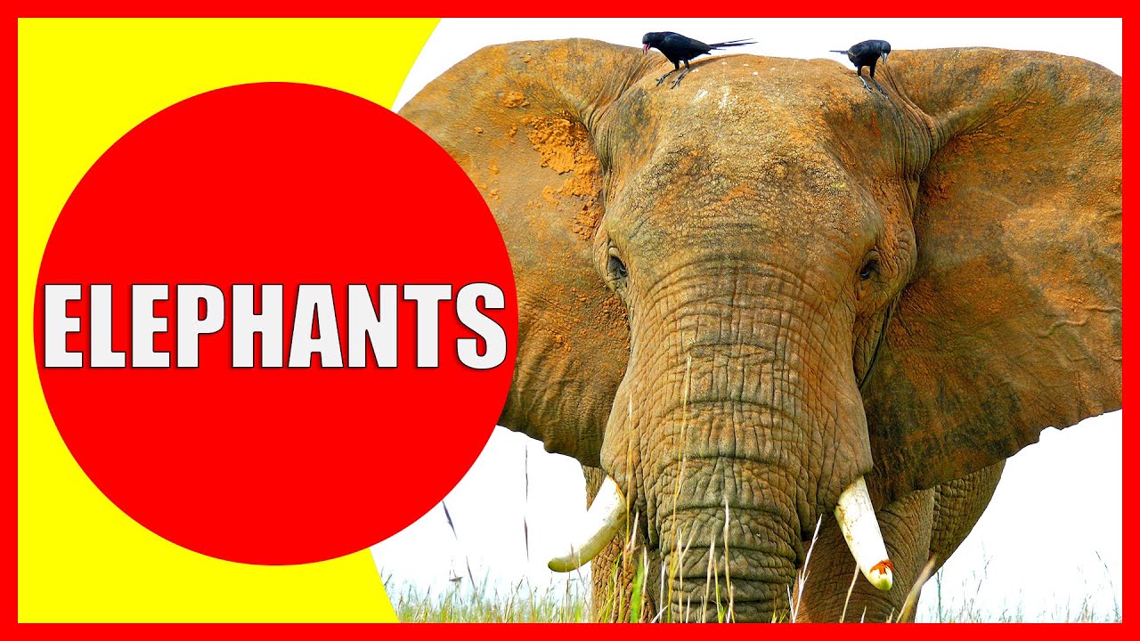 ELEPHANT Facts for Kids - Information About Elephants for Children, Elephant Sounds | Kiddopedia