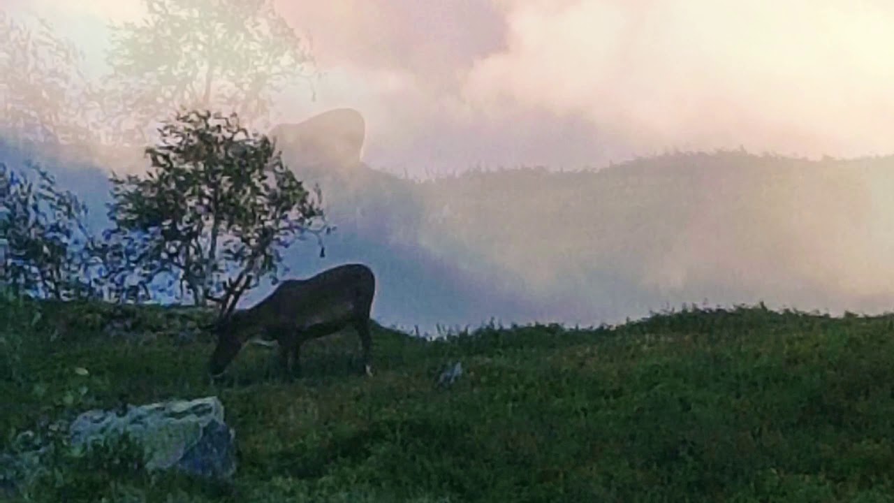 Dit vinden bär - Raubtier Cover