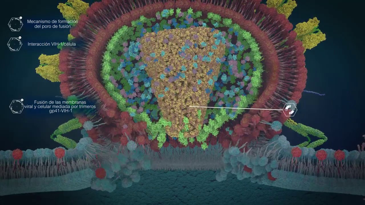 Virus VIH-1 y Dengue
