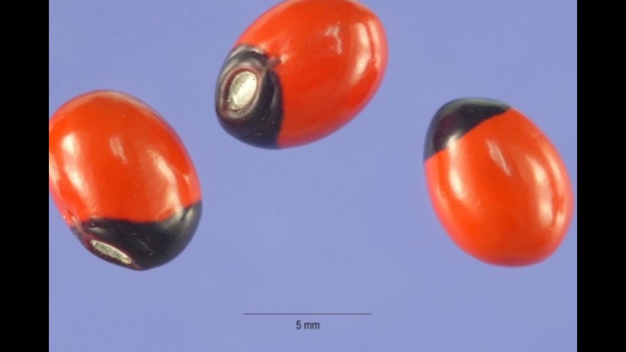 Prácticas y Técnicas Ancestrales (Amuleto de Huayruro)