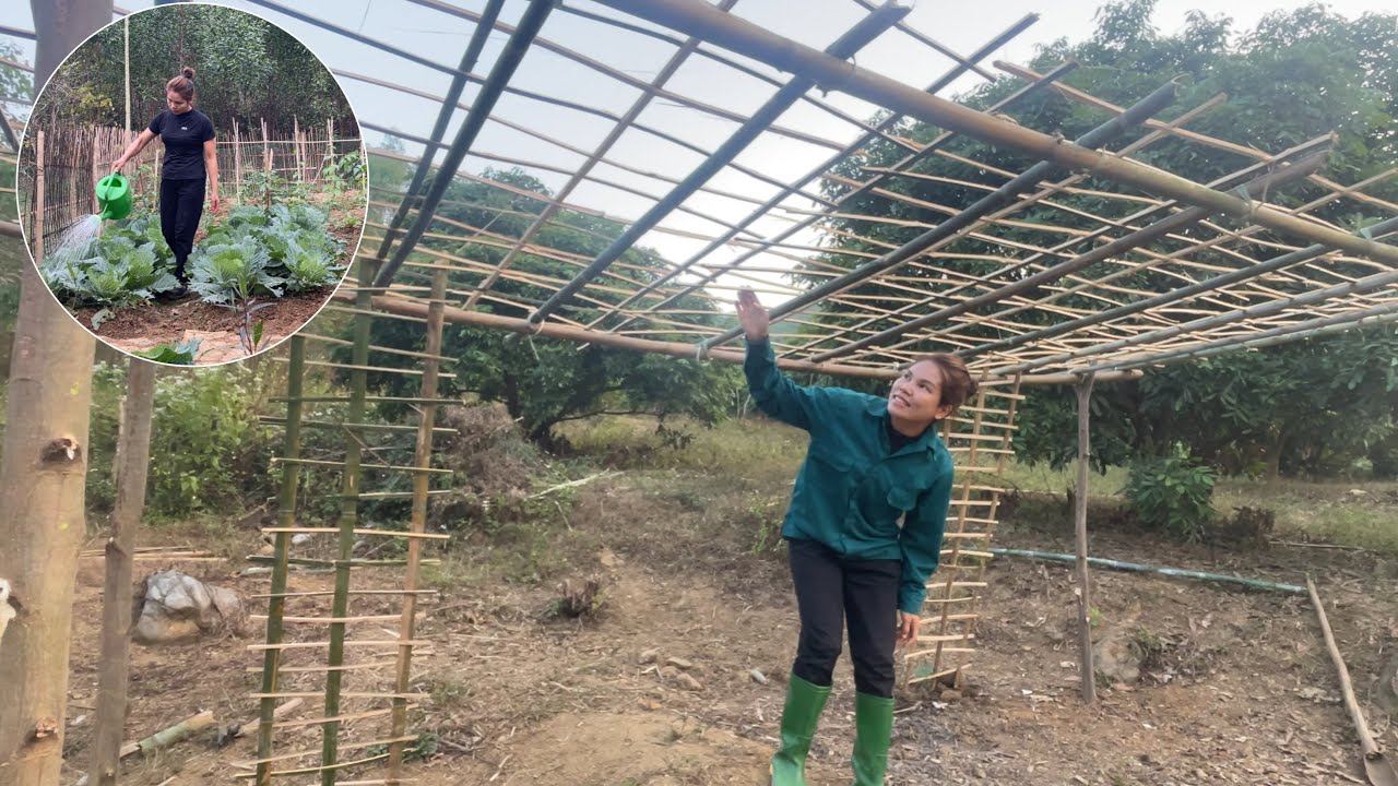 Make a trellis for chayote using bamboo- life close to nature