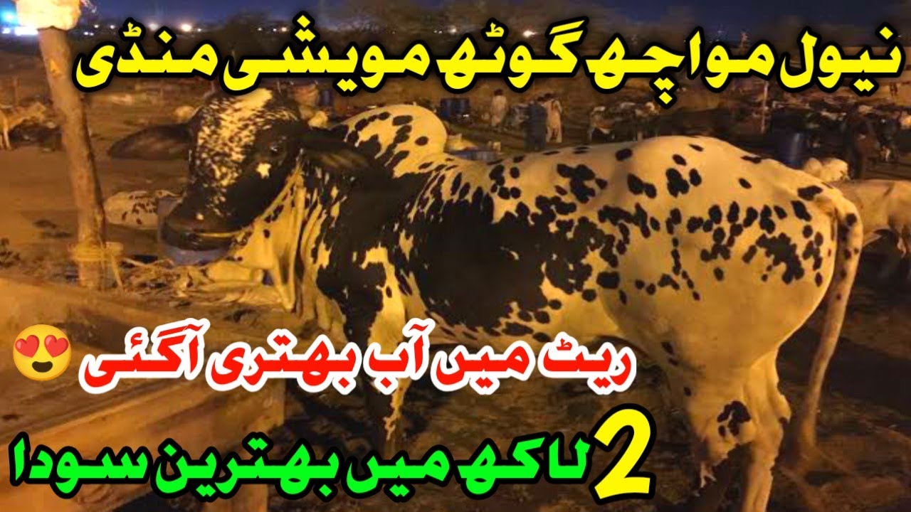Naval Moach Goth Mandi 2025 | Rate Mein Behtari | Latest Update #navalmandi #navalcowmandi #cow