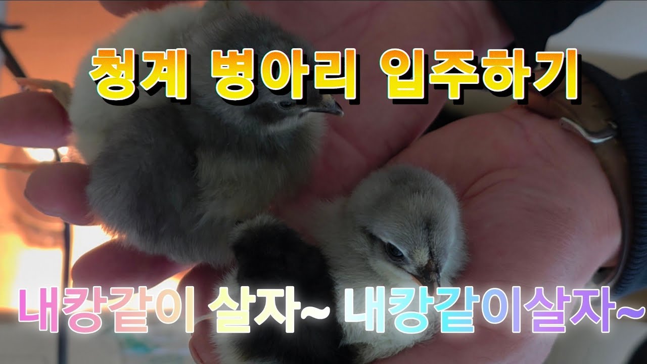 닭장 지어서 병아리 입주하기