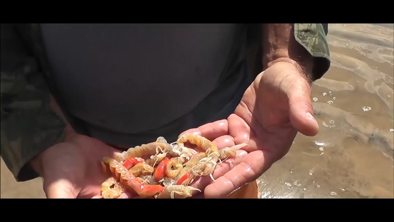 Pesca de Praia mostra como pegar corruptos