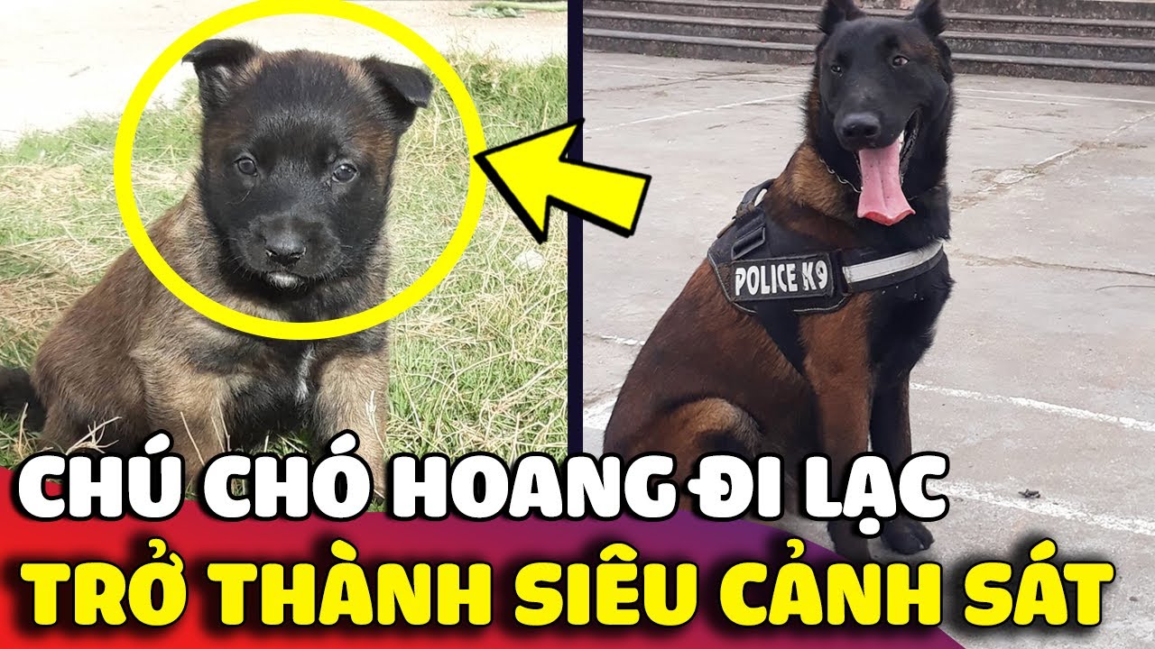 Chú chó hoang ĐI LẠC và bất ngờ trở thành một VIÊN CẢNH SÁT xuất sắc 😅 | Gâu Đần