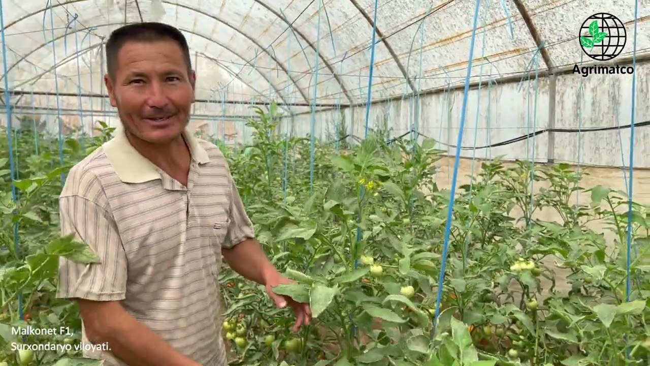 Malkonet F1 - Surxondaryo viloyati