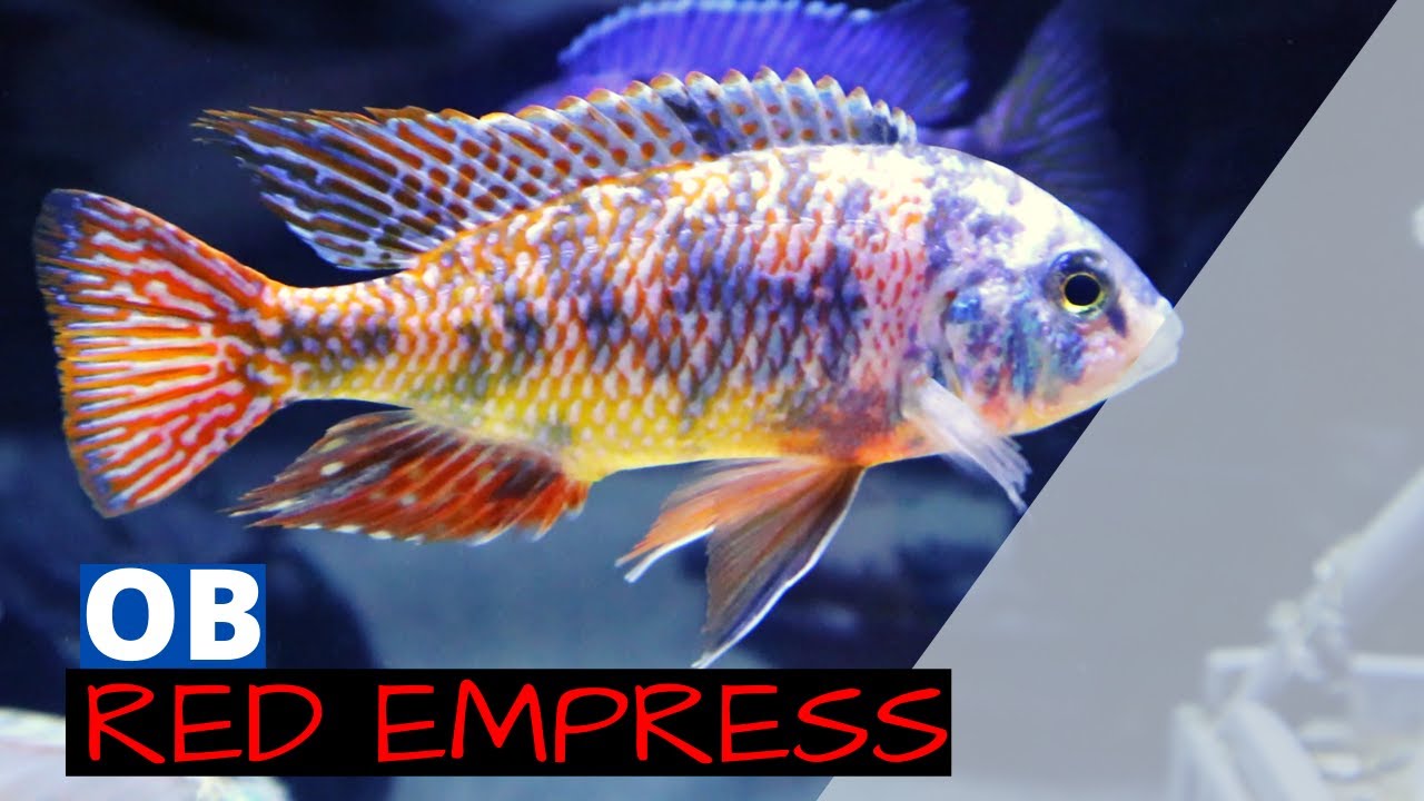 African Cichlids - OB Red Empress Peacock Cichlid (STUD)