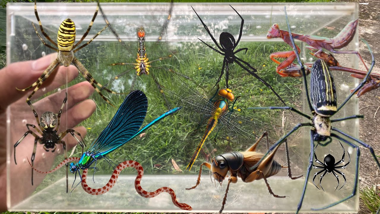 hunting insects during the wind season