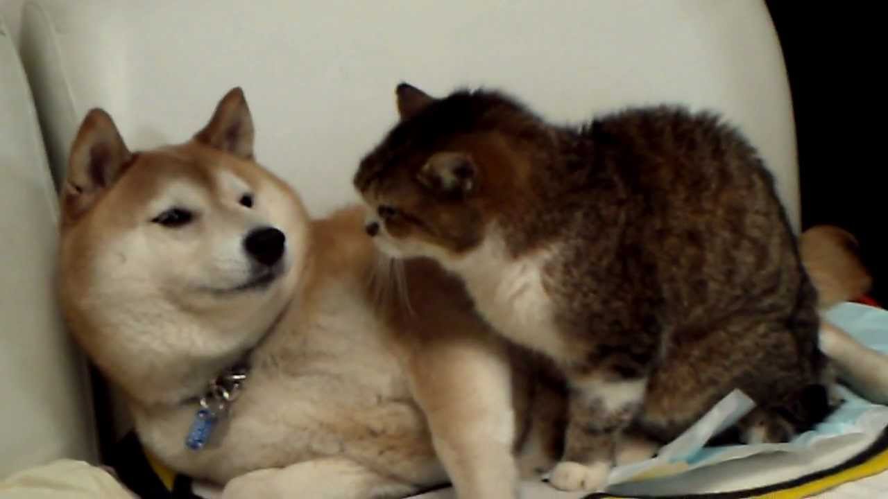 なめたら、猫パンチ！