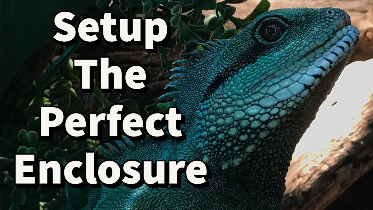 How to Setup a PERFECT Chinese Water Dragon Enclosure.