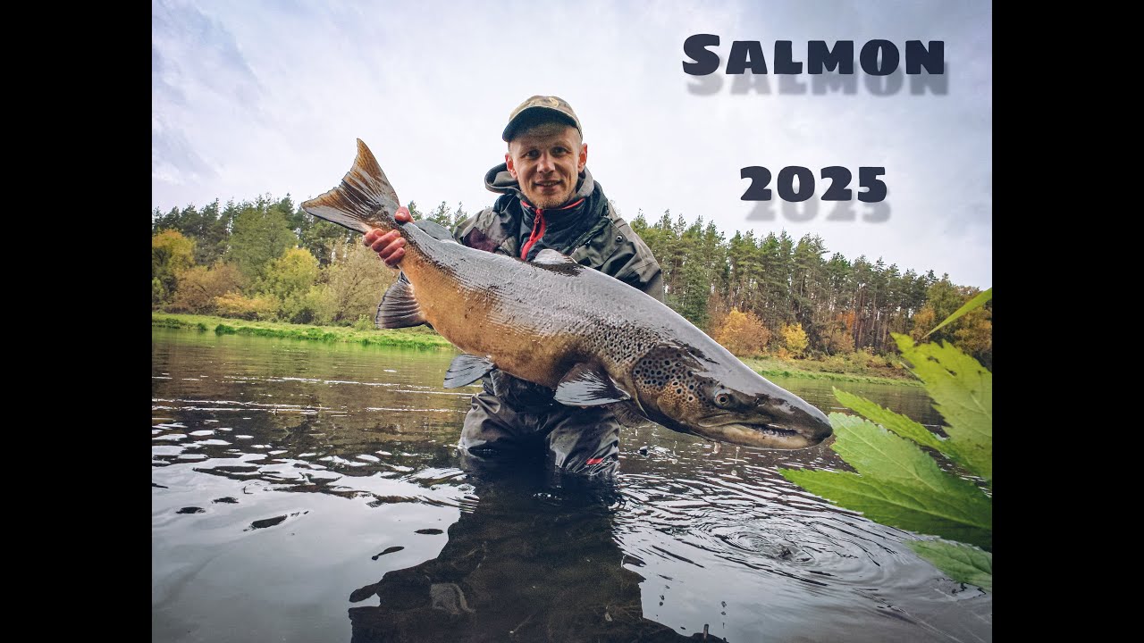 King of Neris: SALMON ( 2025 )