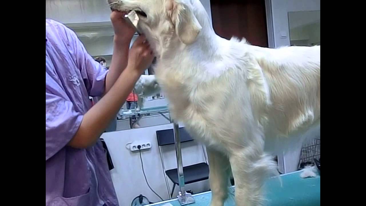 Show Grooming Golden Retriever. Part #6