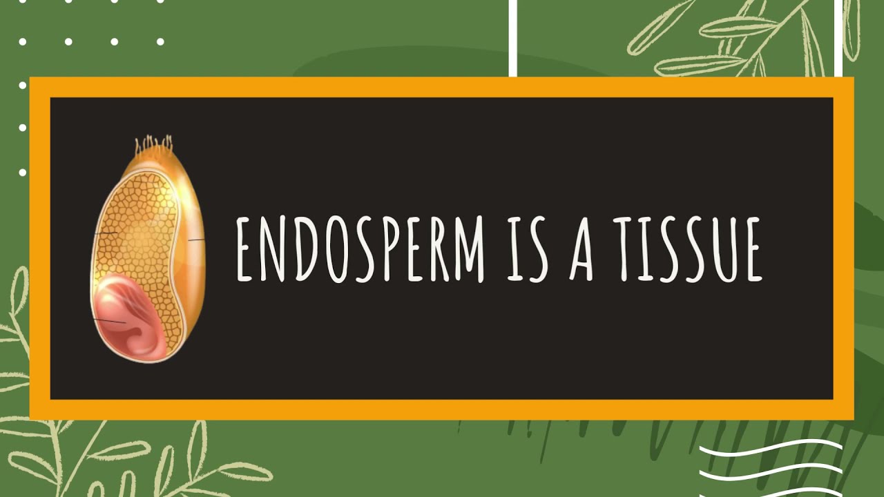 What is an endosperm? |#TIMETOSTUDY|#shorts
