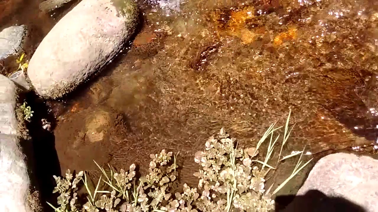 Identificaci&oacute;n de la especie amenazada