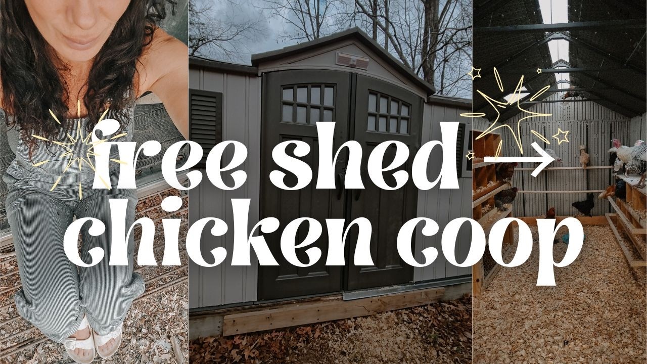 free shed → chicken coop | building our family compound from scratch