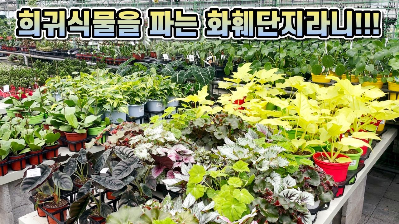 충청도에 희귀식물까지 파는 화훼단지가 있다고 해서 다녀왔습니다!!