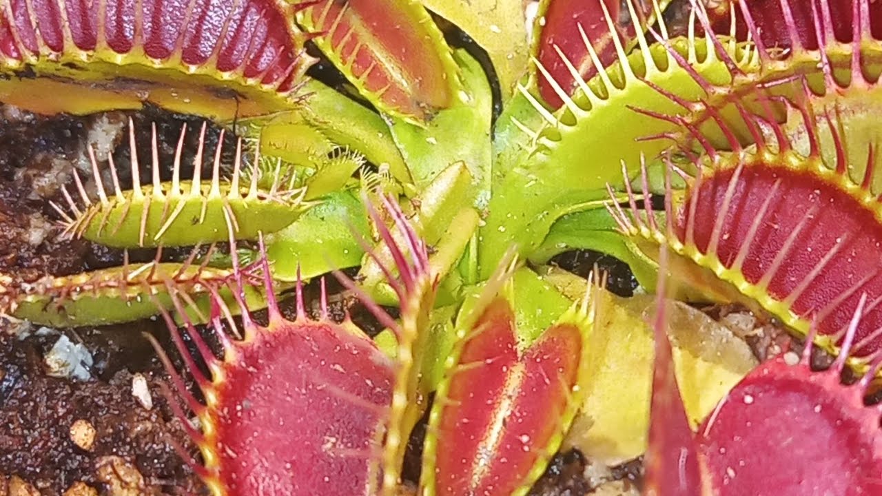 Plaga en mis plantas Carnívoras!, les prendí fuego 🔥 y solucione el problema #carnivoras #plagas 