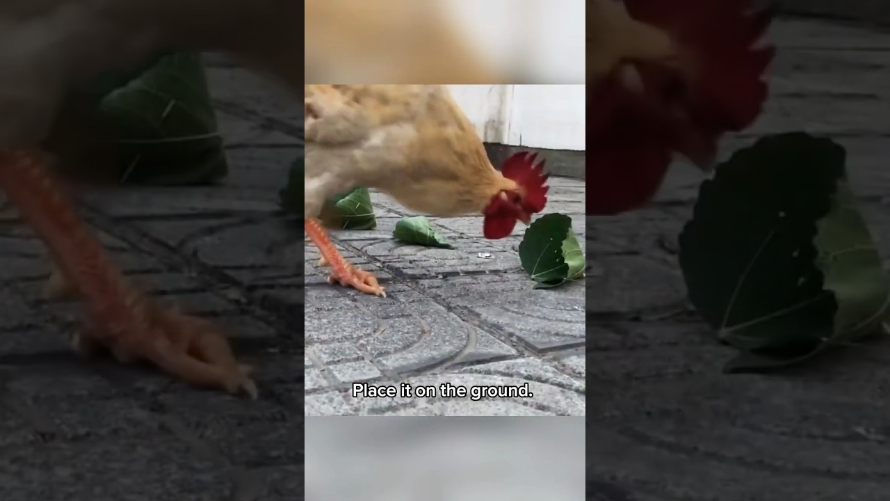 Catch Chickens the Traditional Chinese Way!  #knowledge #funny #shorts