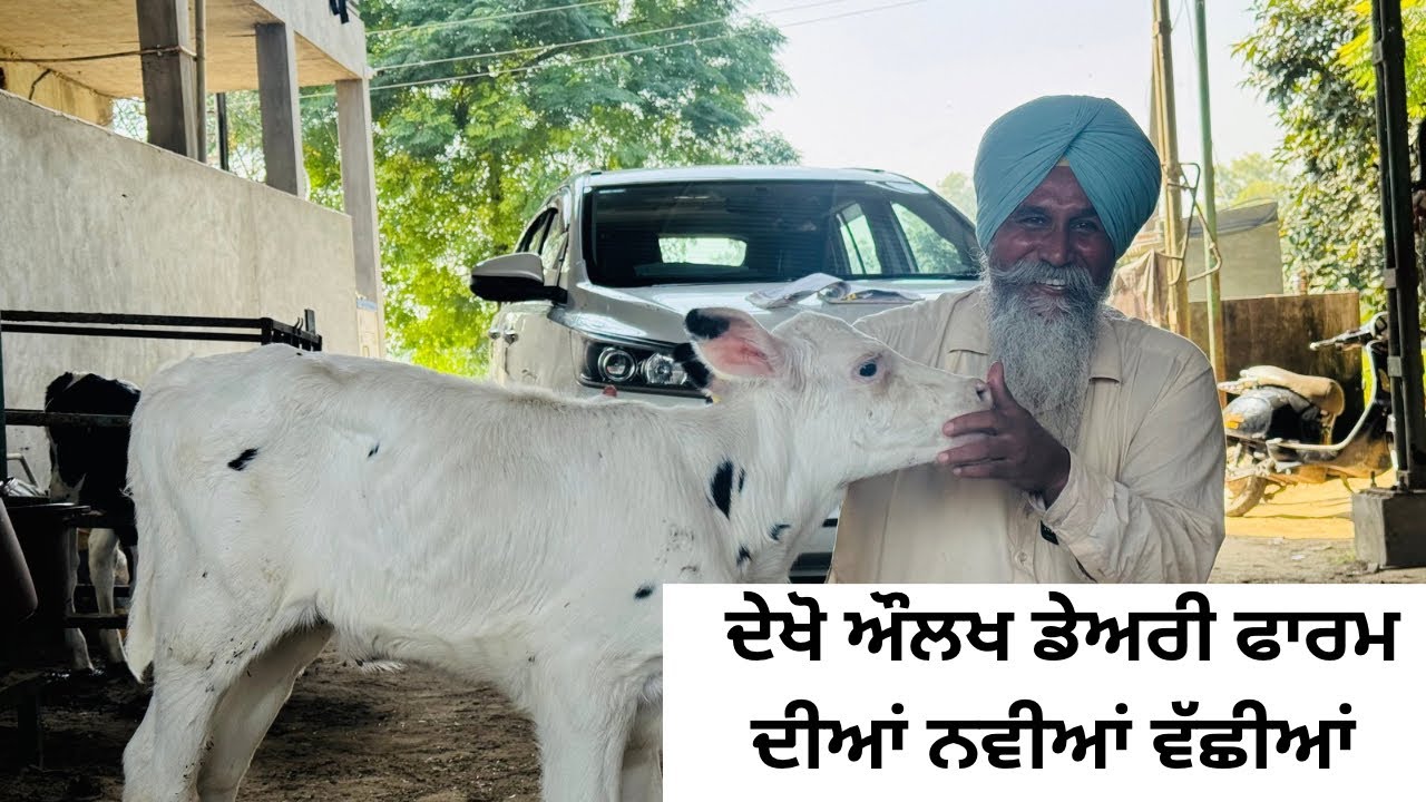 NEW CALFS OF AULAKH DAIRY FARM ਔਲਖ ਡੇਅਰੀ ਫਾਰਮ ਉੱਪਰ ਆਈਆਂ ਨਵੀਆਂ ਵੱਛੀਆਂ | Aulakh dairy Farm 