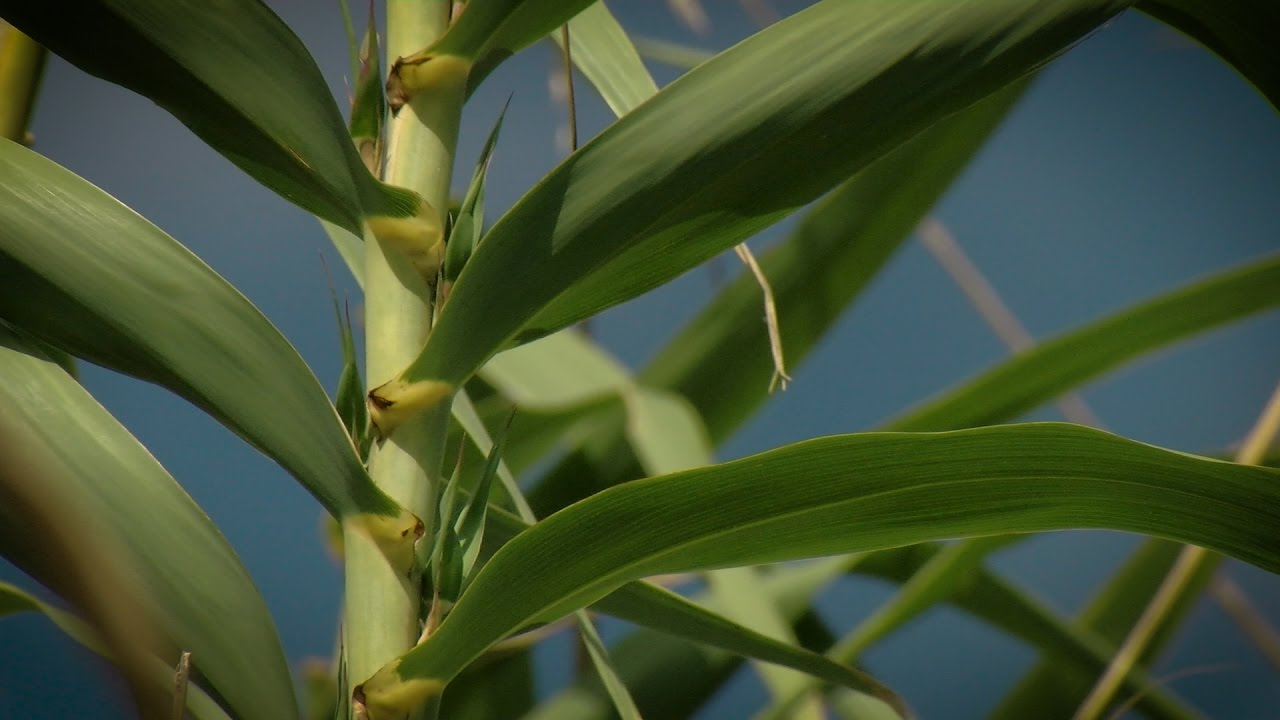 Razing Cane, Controlling Invasive Arundo Cane