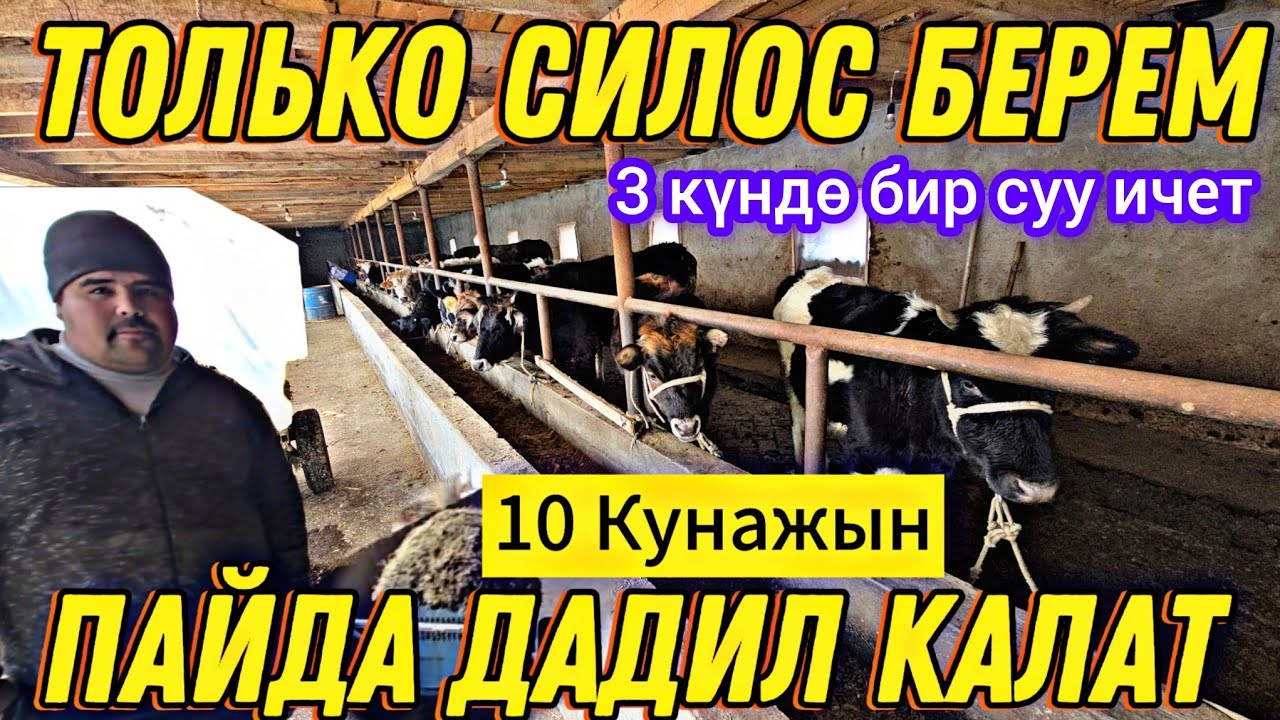 ТОЛЬКО СИЛОС БЕРИП БАГАМ 4 КУНАЖЫН МН БАШТАП АЗЫР 10 БОЛДУ ПАЙДА ДАДИЛ
