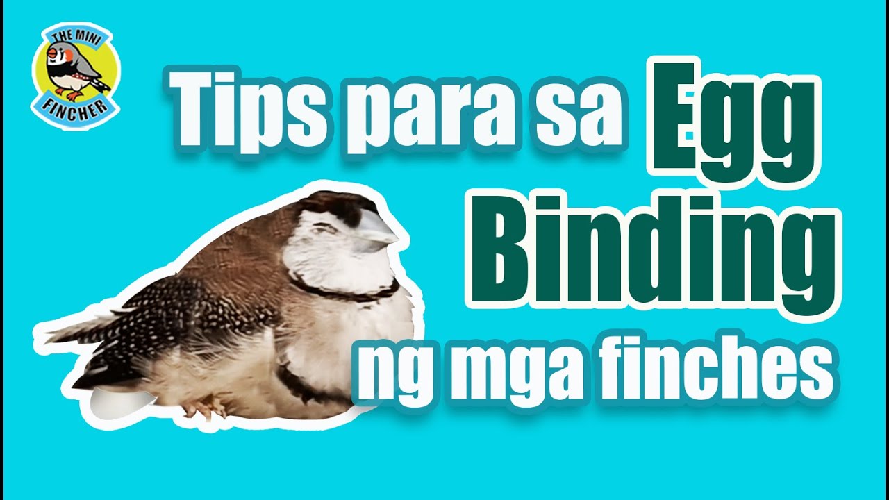 Ep.63: Tips to address Egg Binding for Finches (with English subs)