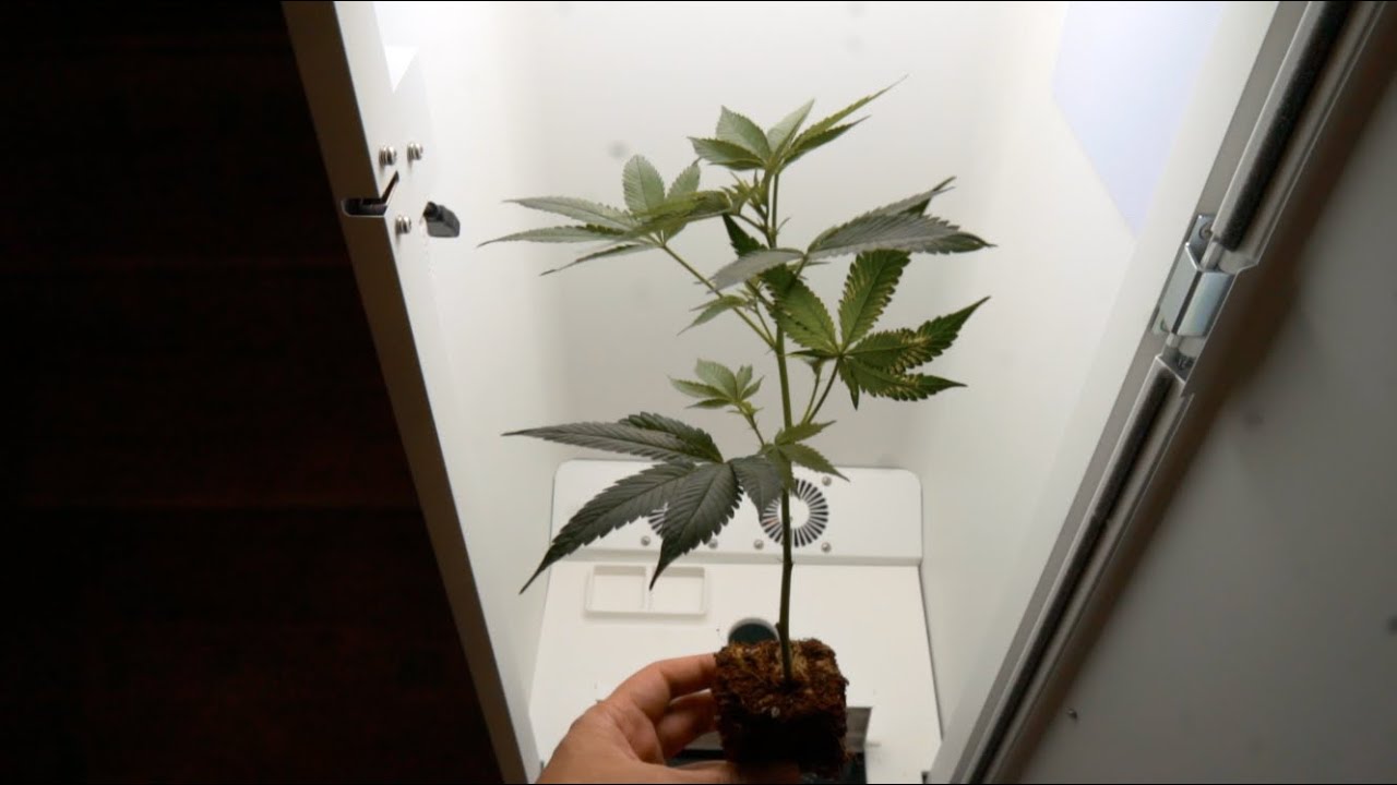 GROWING WEED IN A CLOSET