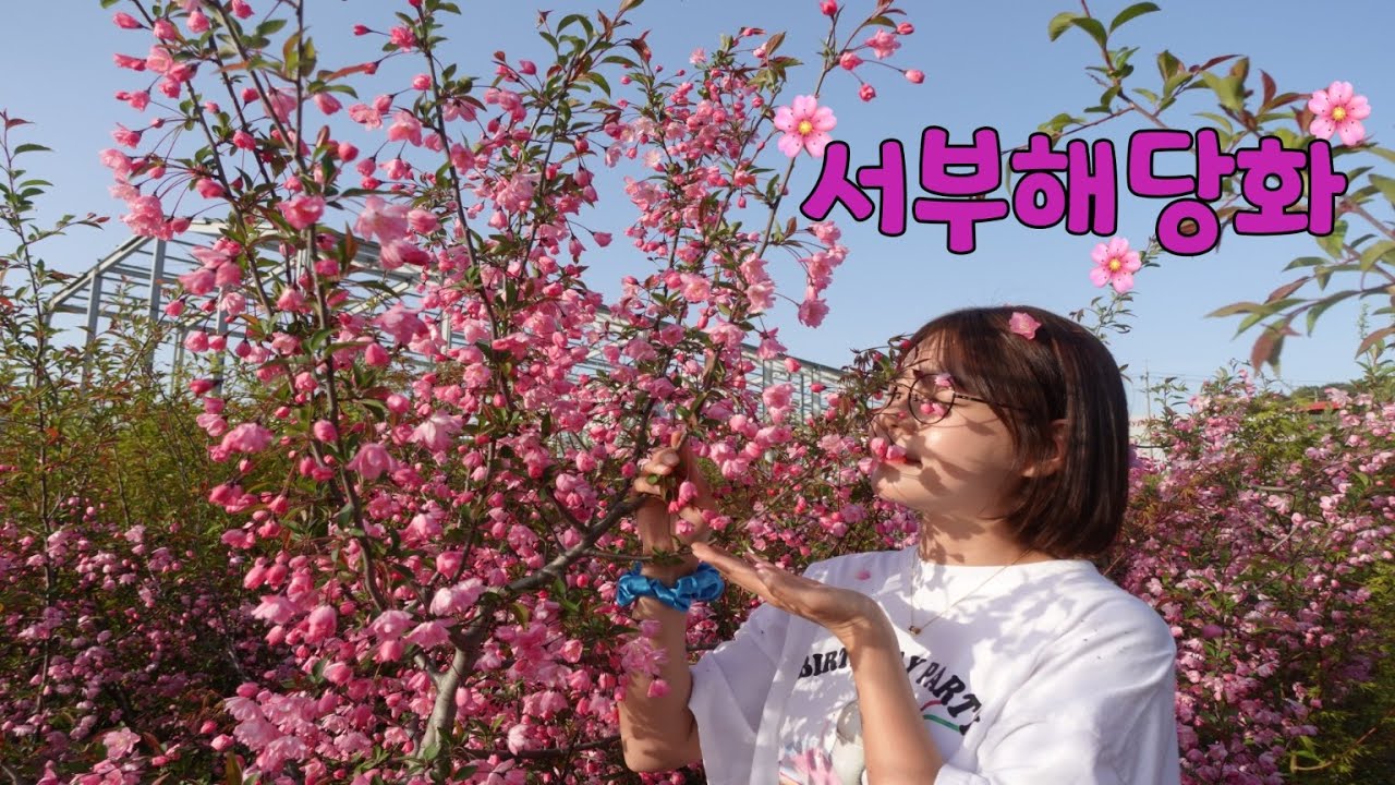 🌸서부해당화🌸를 심어야하는 이유｜서부해당화, 수사해당화 차이점?
