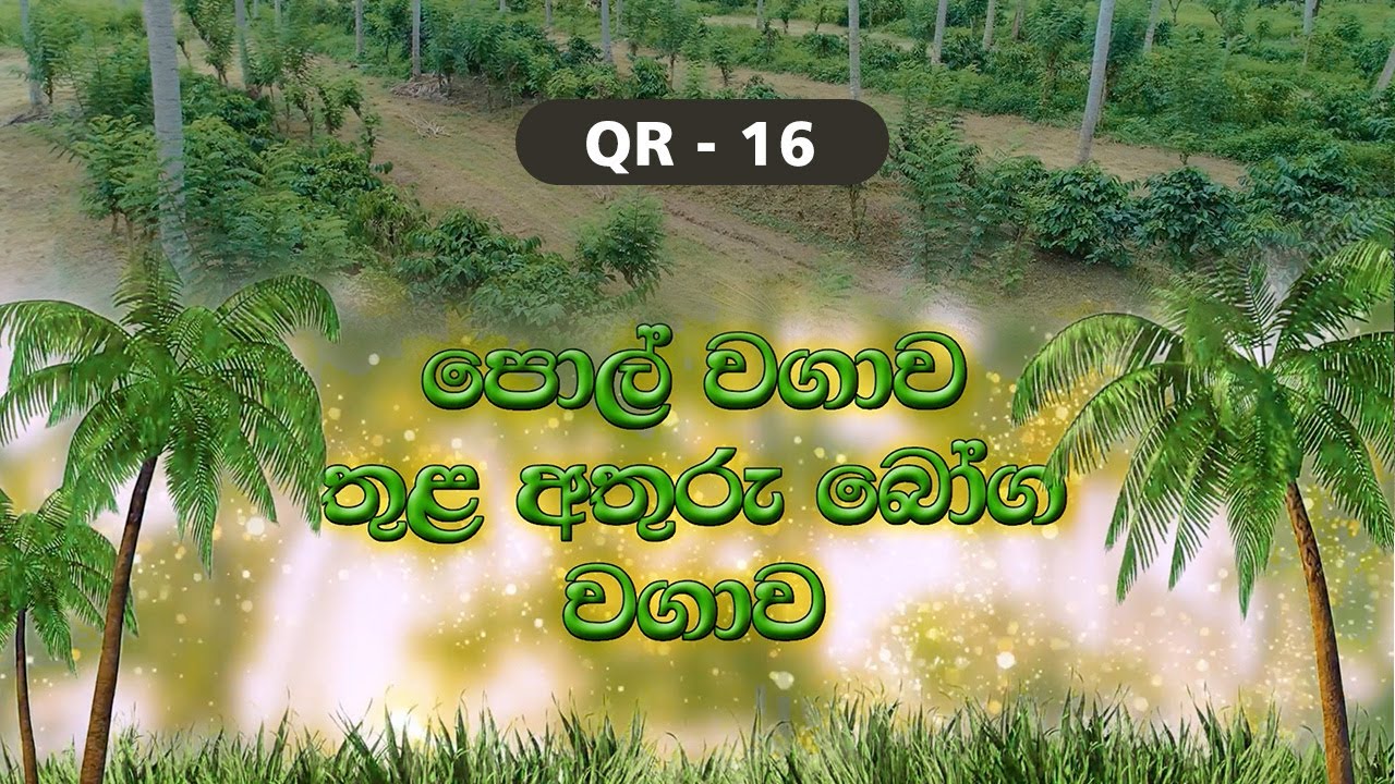 QR 16 -පොල් වගාව තුළ අතුරු බෝග වගාව