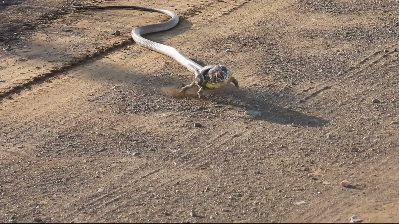Frog Tries to Avoid Massive Snake's Attacks