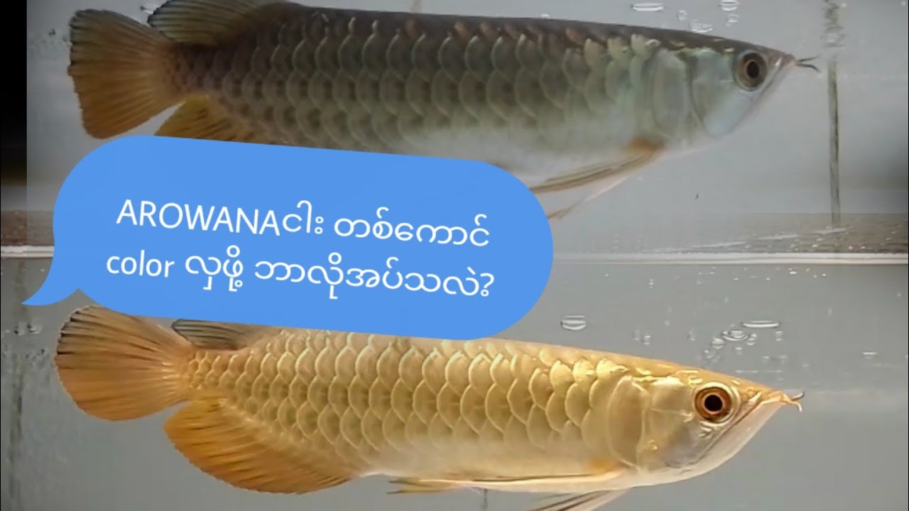 Arowana (lucky fish) color လှဖို့ ဘာလုပ်သင့်သလဲ