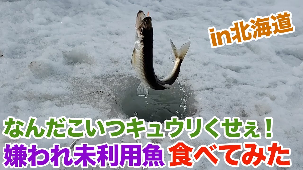 キュウリくせぇ！と嫌われる未利用魚「キュウリウオ」を食べてみた