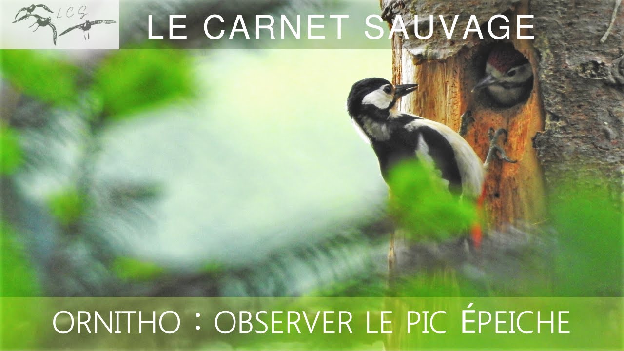 ORNITHOLOGIE : le Pic épeiche